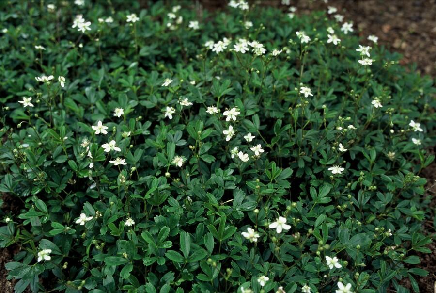 12x Potentilla tridentata 'Nuuk' - ↕10-25cm - Ø9cm