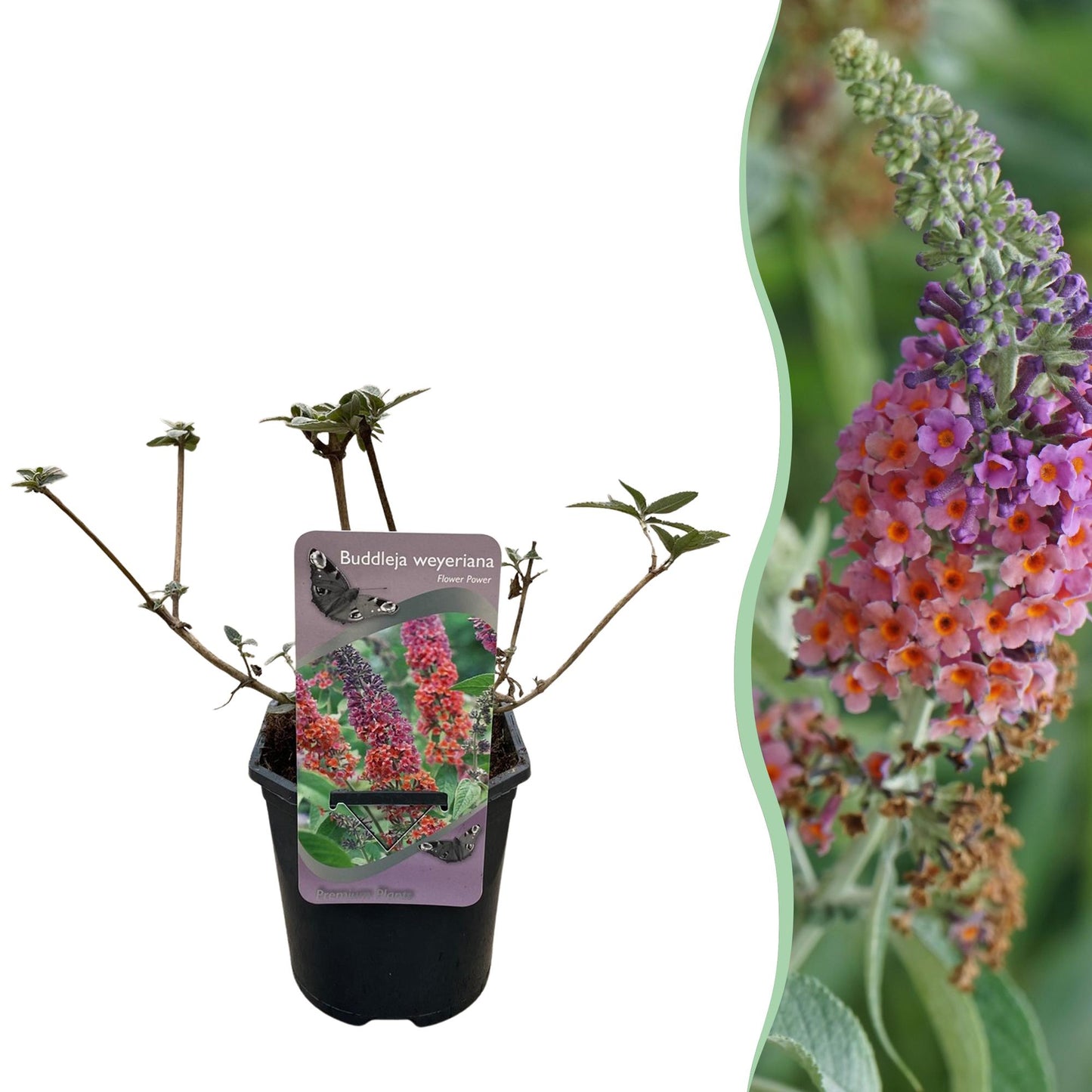 Green boutiQ - Vlinderstruik - Buddleja davidii Flower Power - Bloem Oranje Paars - 1 Plant - Bladverliezend - Vlinderlokkend - Pot 17cm Hoogte 30cm