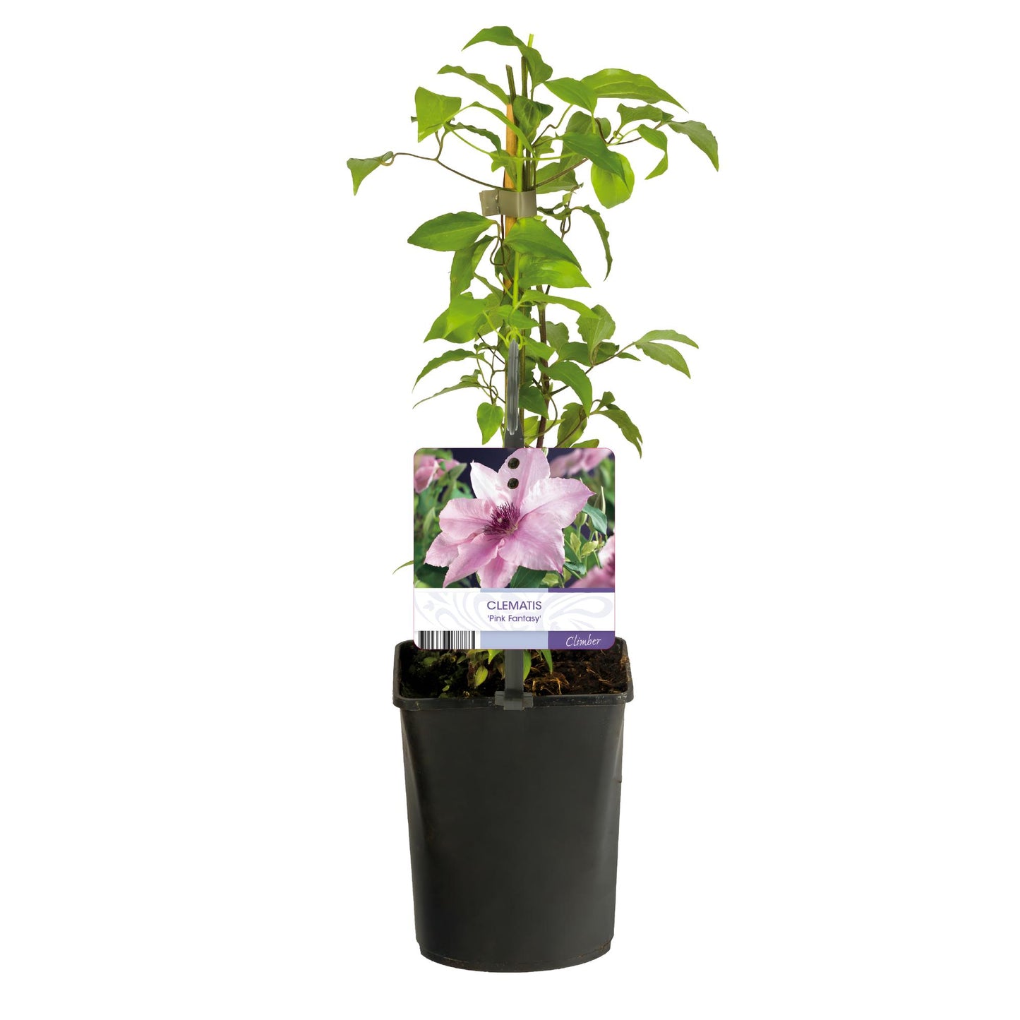 Green boutiQ - Klimplant - Clematis Pink Fantasy - Bloem Roze - Weinig onderhoud -2 planten - Pot 11cm Hoogte 40cm
