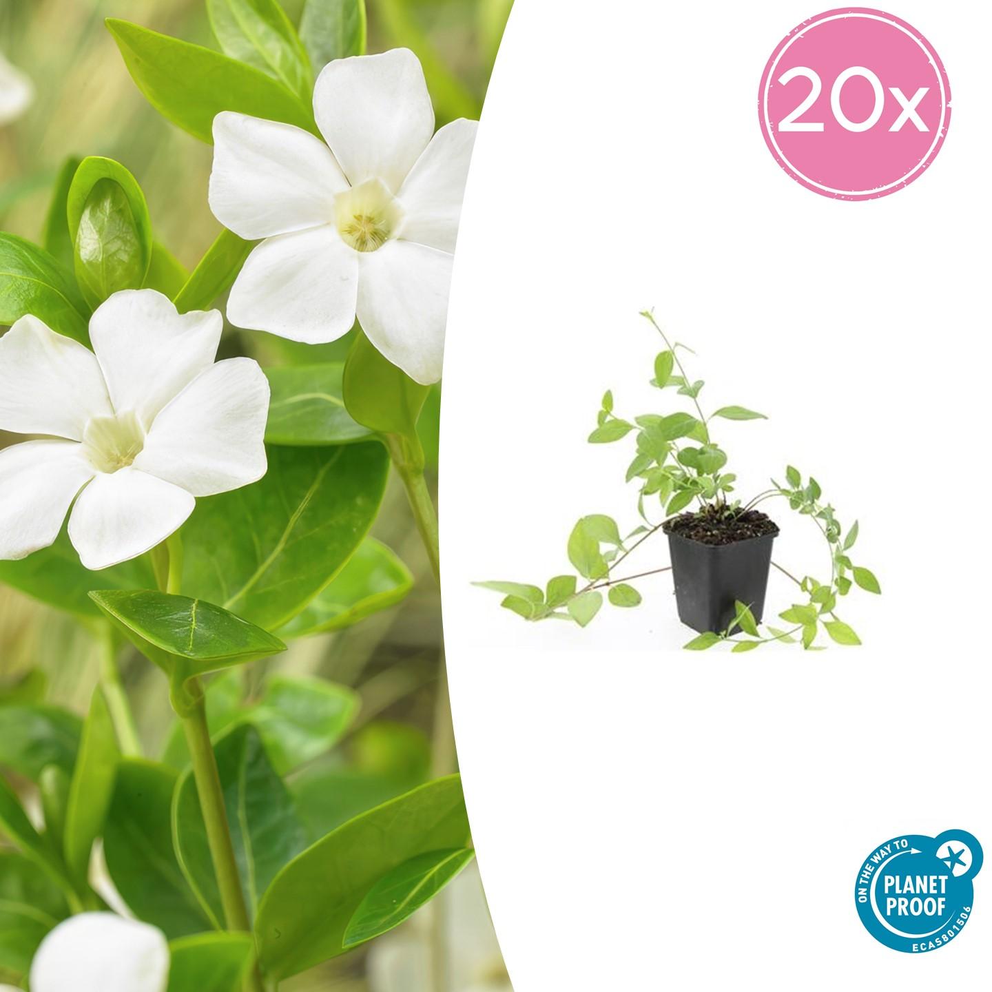 20x Vinca major 'Alba' - ↕10-25cm - Ø9cm