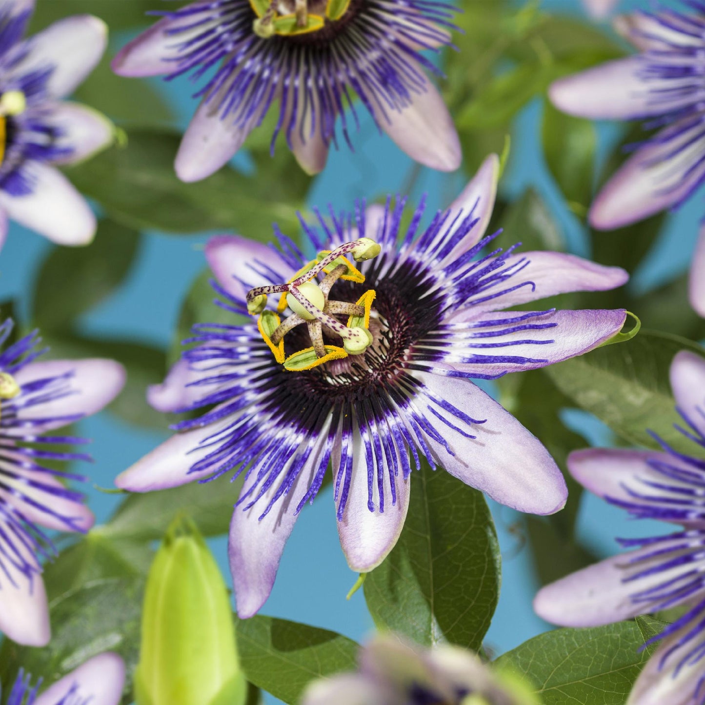 Green boutiQ - Passiebloem - Passiflora Damsels Delight - Bloem Paars met Wit - Weinig onderhoud - 2 planten - Pot 11cm Hoogte 40cm