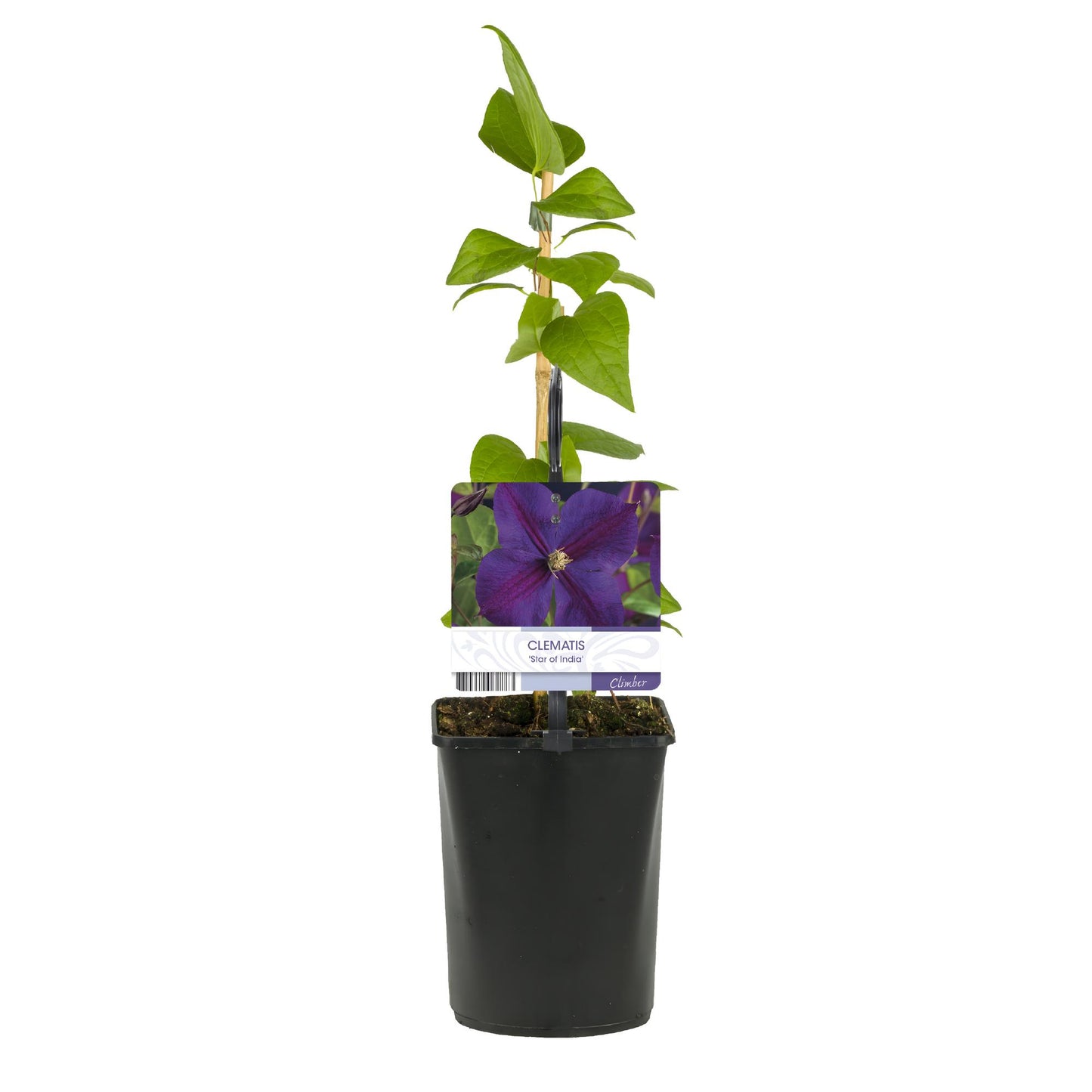 Green boutiQ - Klimplant - Clematis Star of India - Bloem Roze - Weinig onderhoud -2 planten - Pot 11cm Hoogte 40cm