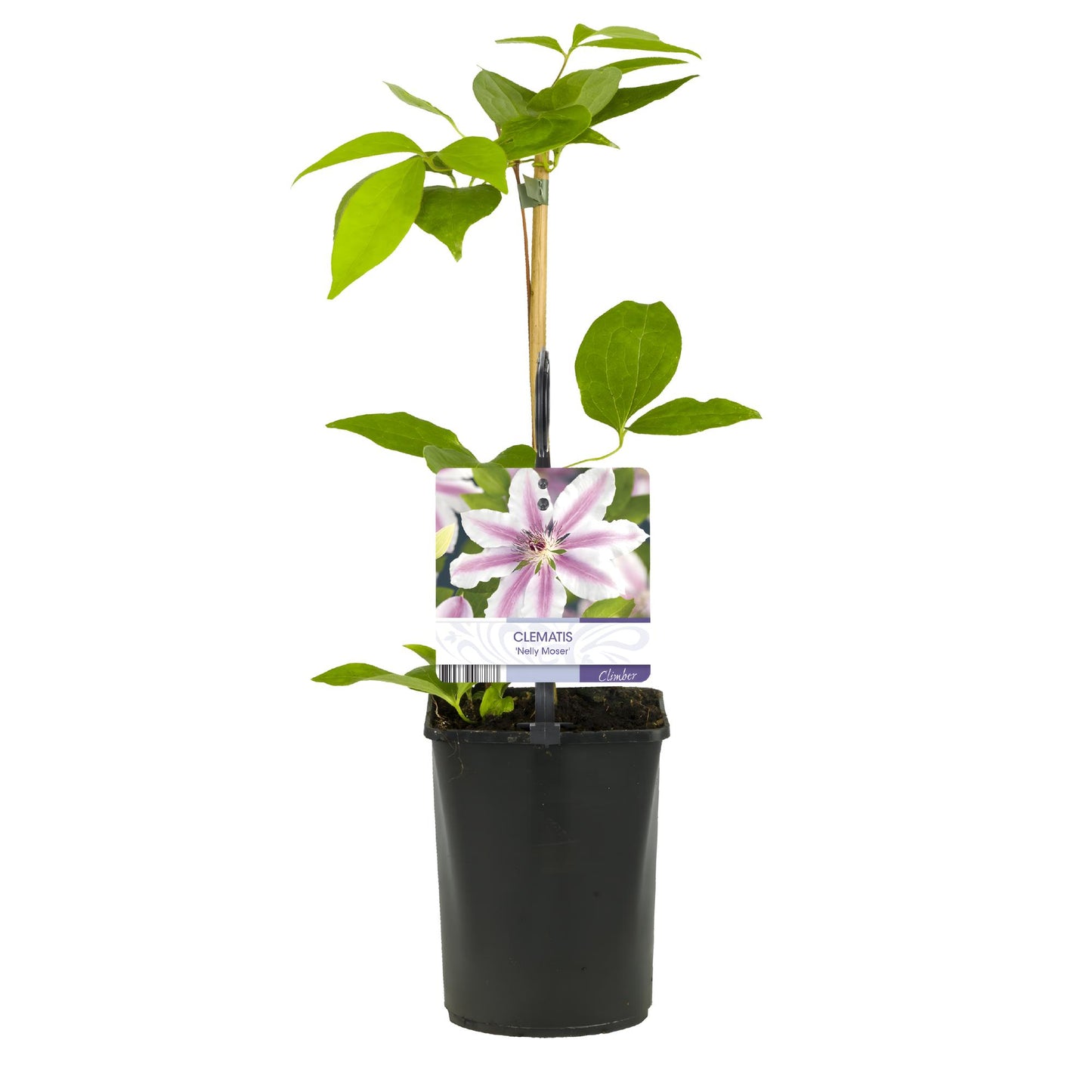 Green boutiQ - Klimplant - Clematis Nelly Moser - Bloem Roze - Weinig onderhoud -2 planten - Pot 11cm Hoogte 40cm