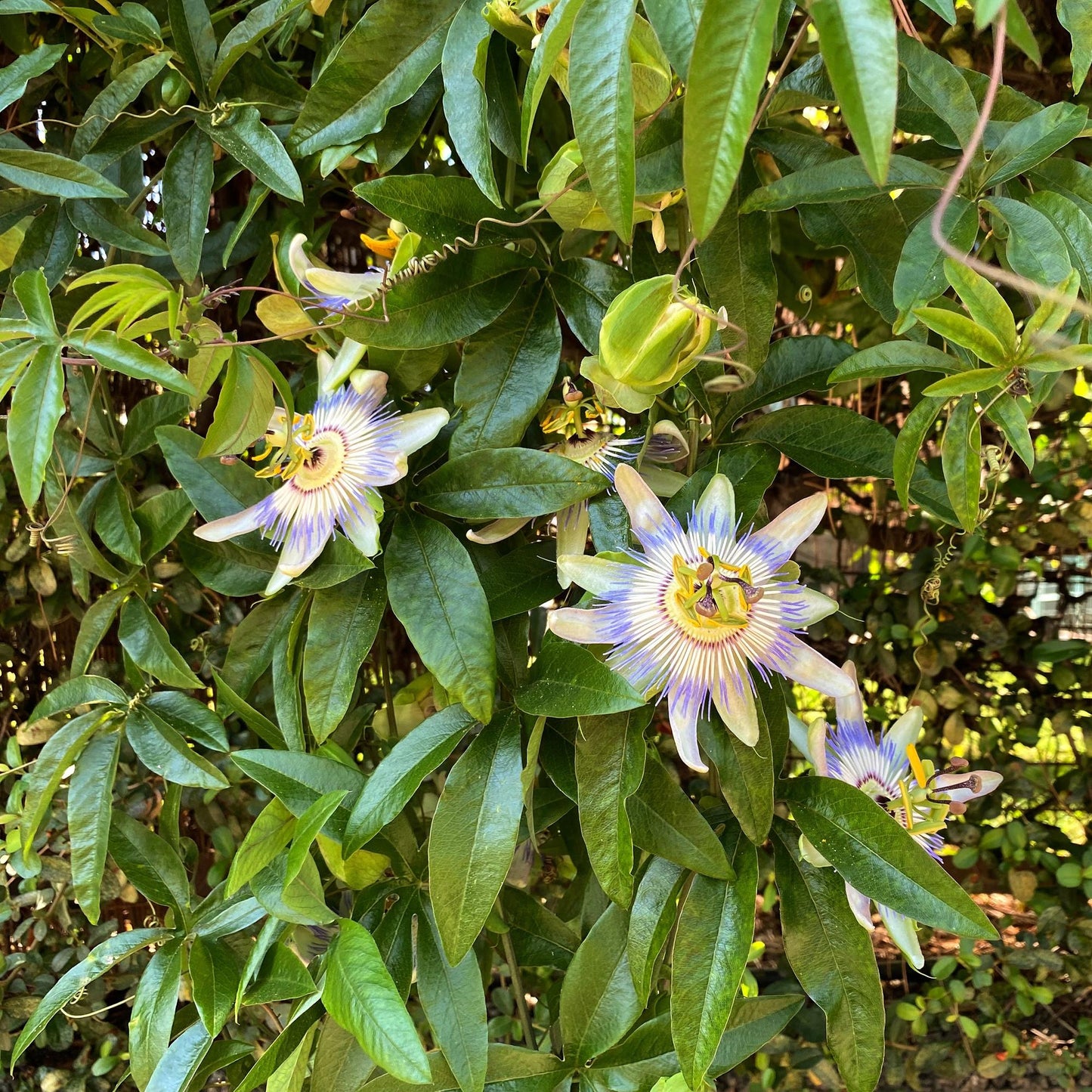 Green boutiQ - Passiebloem - Passiflora caerulea - Bloem Blauw met Groen Wit - Weinig onderhoud - 2 planten - Pot 11cm Hoogte 40cm