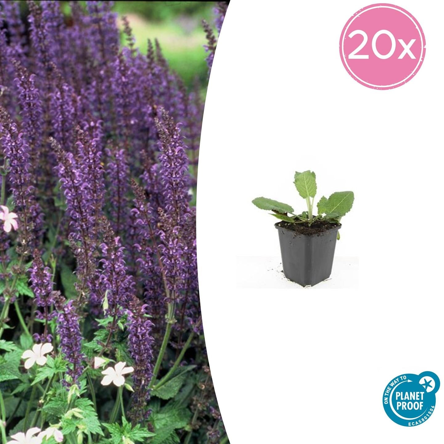 20x Salvia nem. 'Mainacht' - ↕10-25cm - Ø9cm