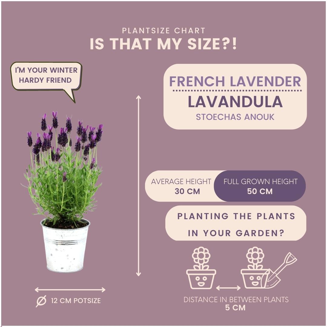 Plants by Frank - Lavandula stoechas Anouk® in 'Old Look' sierpot - 13 cm pot - set van 3 Franse Lavendels in Sierpot