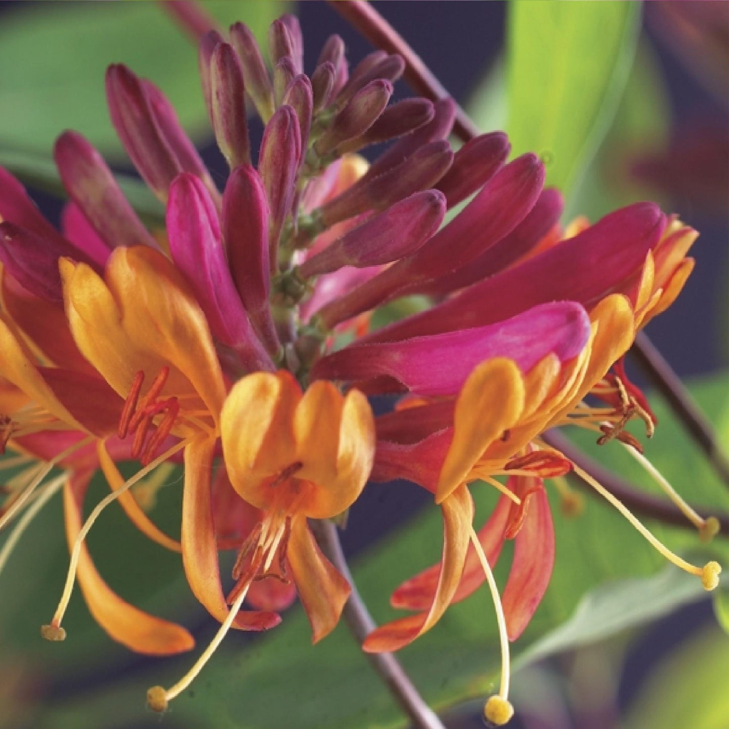 Green boutiQ - Kamperfoelie - Lonicera heckrottii Goldflame -Bbloem Roze met Geel - Weinig onderhoud - 2 planten - Pot 11cm Hoogte 40cm