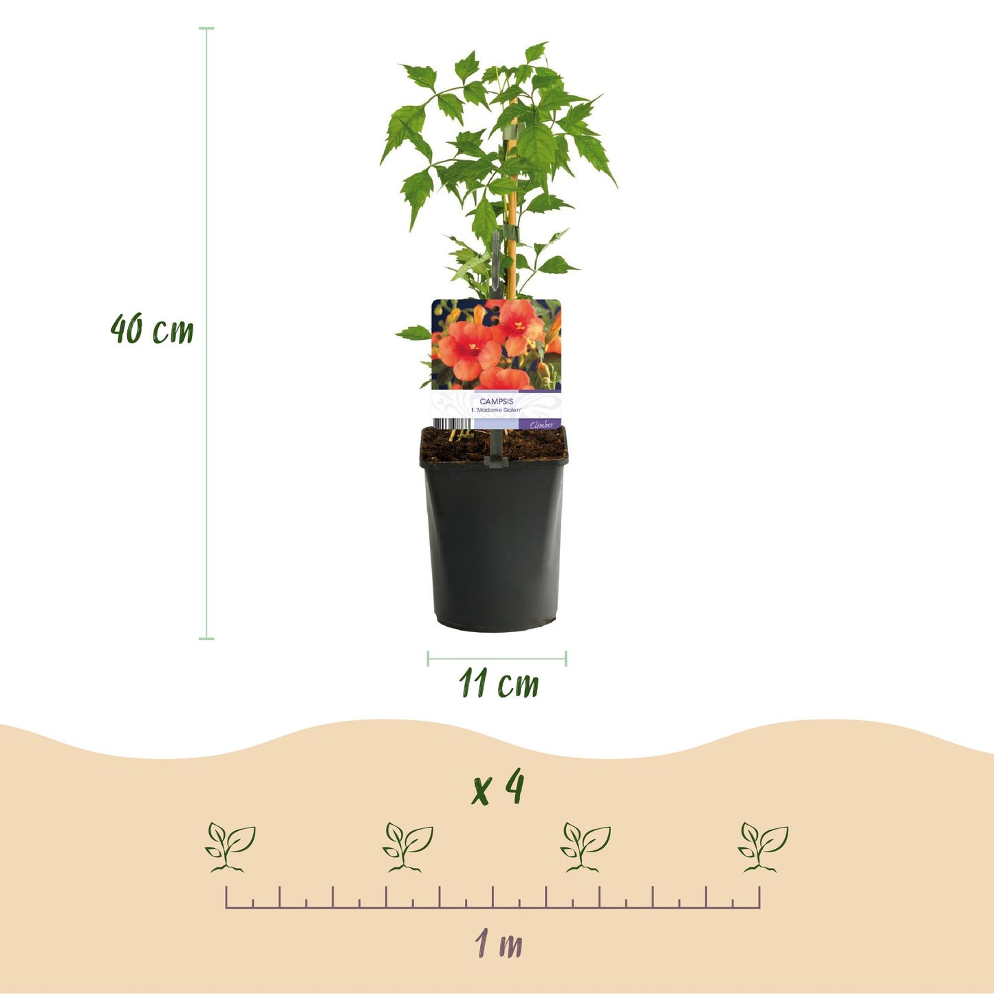 Green boutiQ - Trompetbloem - Campsis radicans Madame Galen - Bloem Oranje - Weinig onderhoud - 2 planten - Pot 11cm Hoogte 40cm