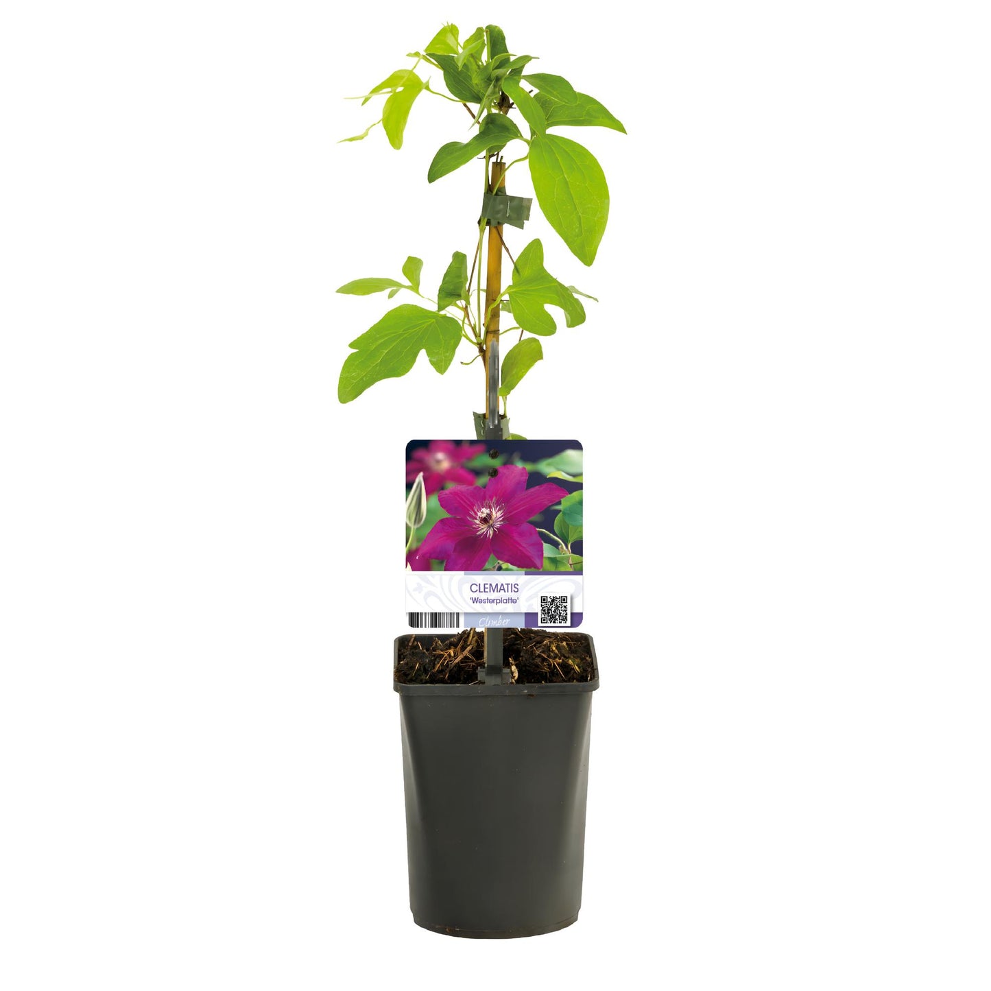 Green boutiQ - Klimplant - Clematis Westerplatte - Bloem Rood - Weinig onderhoud -2 planten - Pot 11cm Hoogte 40cm