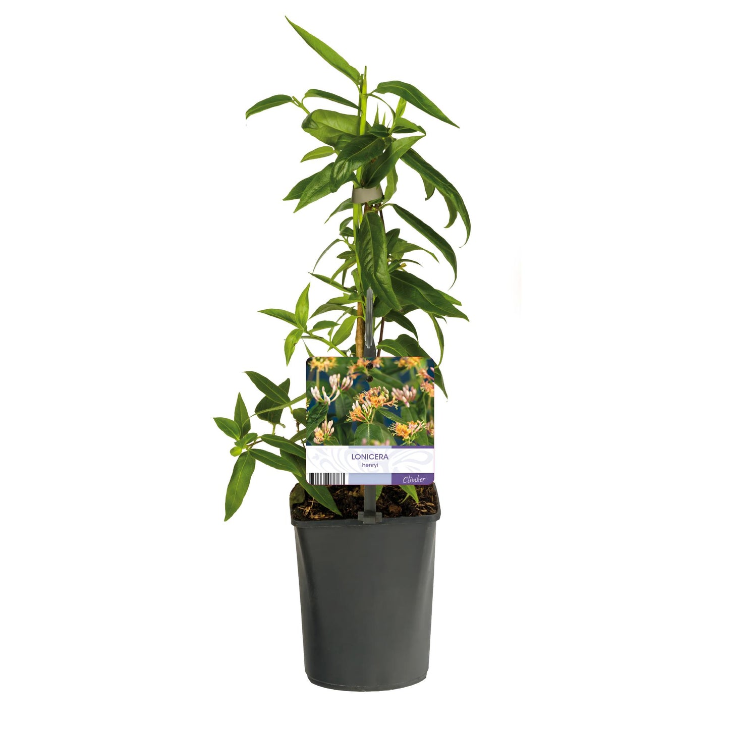 Green boutiQ - Kamperfoelie - Lonicera henryi - Bloem Roze - Weinig onderhoud - 2 planten - Pot 11cm Hoogte 40cm