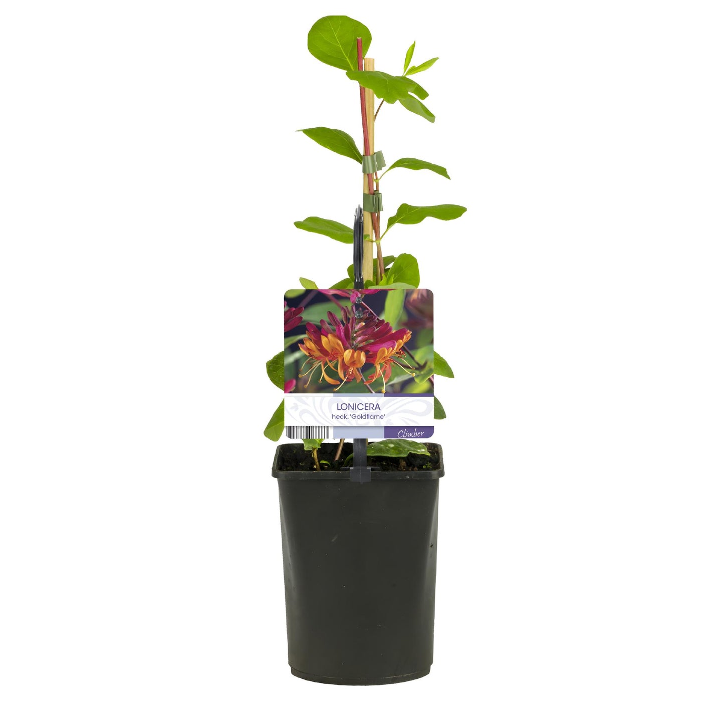Green boutiQ - Kamperfoelie - Lonicera heckrottii Goldflame -Bbloem Roze met Geel - Weinig onderhoud - 2 planten - Pot 11cm Hoogte 40cm