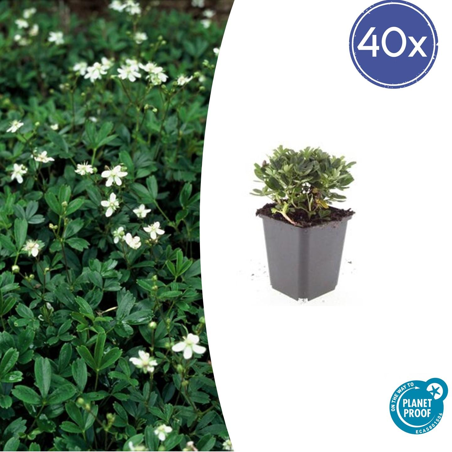 40x Potentilla tridentata 'Nuuk' - ↕10-25cm - Ø9cm