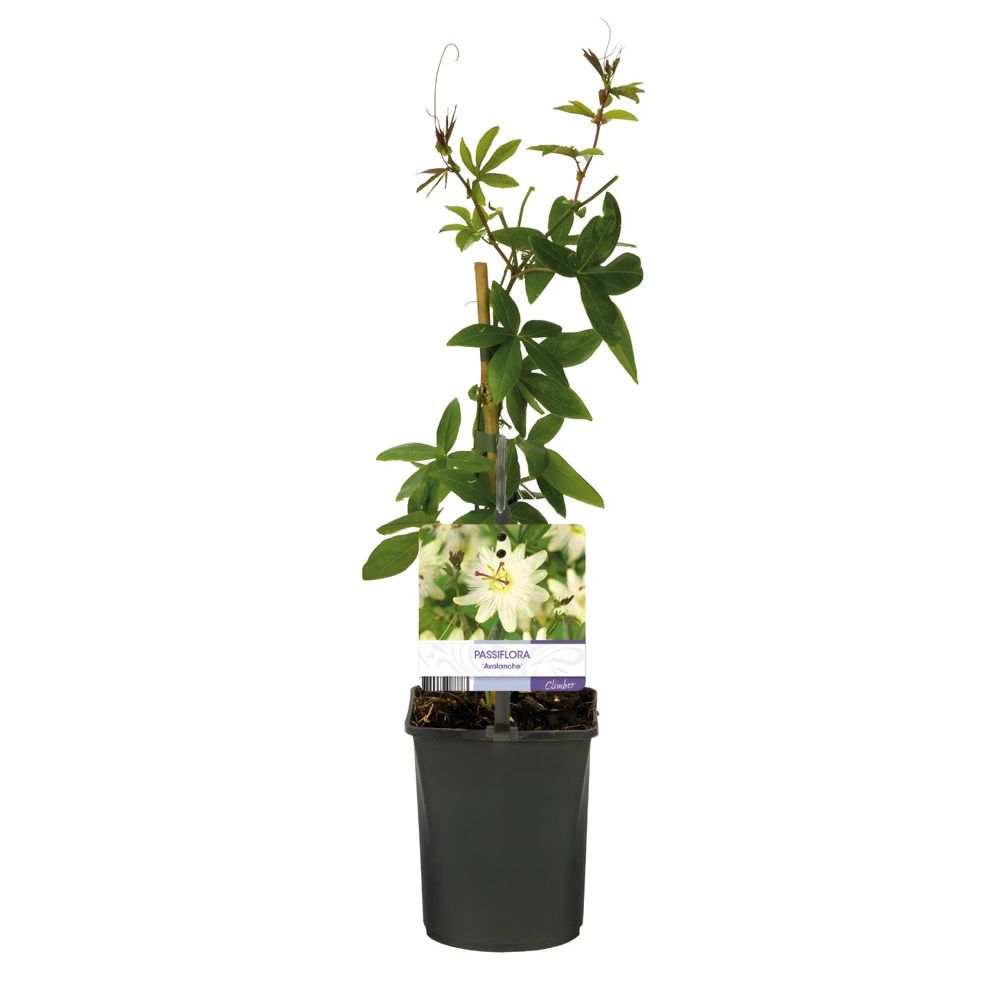 Green boutiQ - Passiebloem - Passiflora Avalanche - Bloem Wit - Weinig onderhoud - 2 planten - Pot 11cm Hoogte 40cm