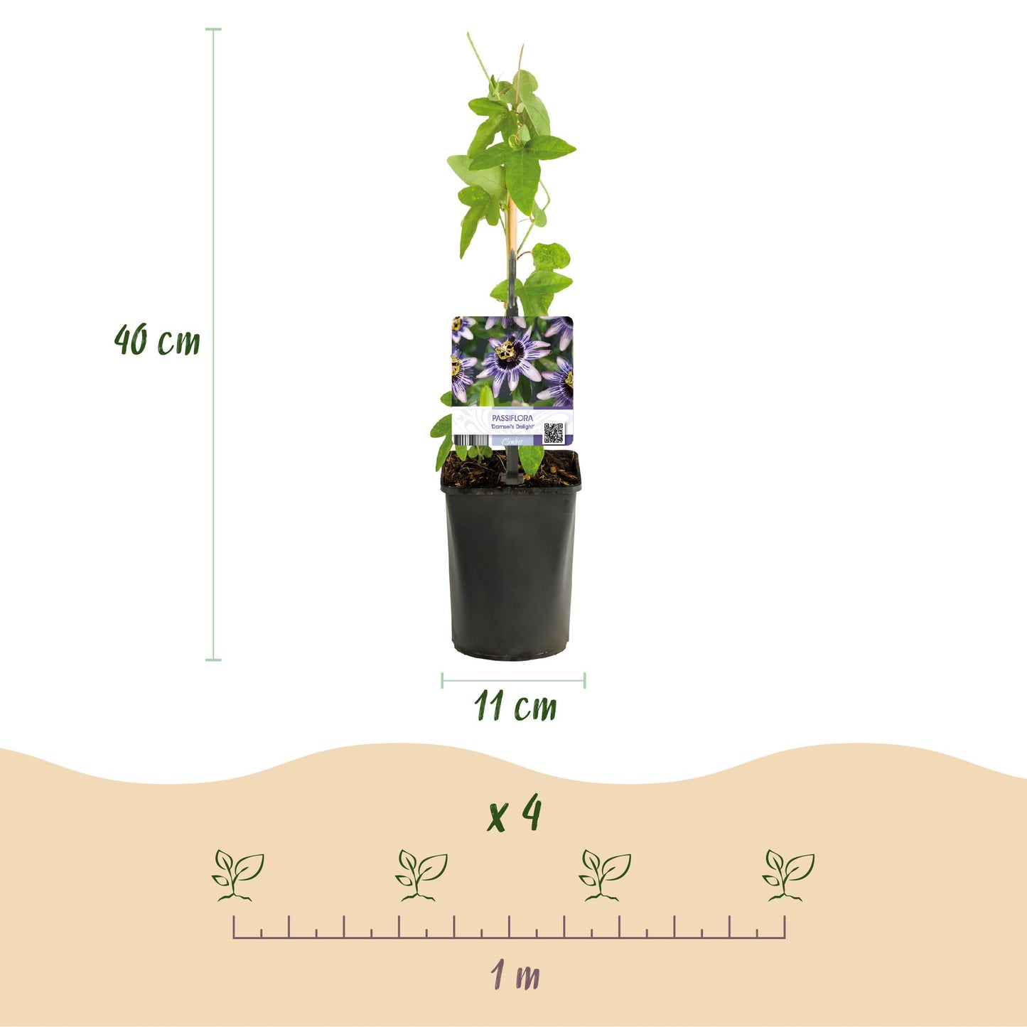 Green boutiQ - Passiebloem - Passiflora Damsels Delight - Bloem Paars met Wit - Weinig onderhoud - 2 planten - Pot 11cm Hoogte 40cm