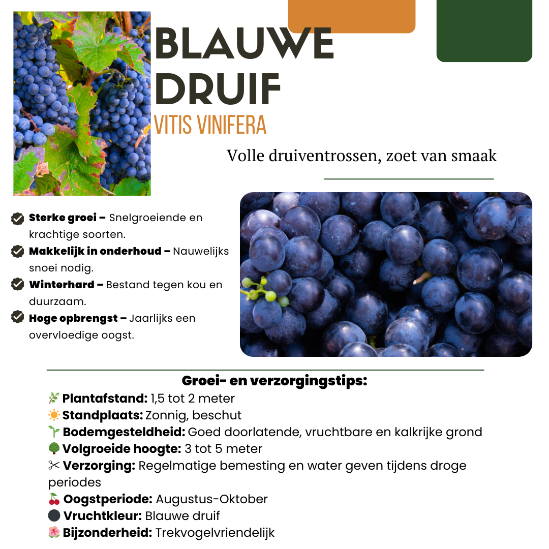 "Vruchten oase" BIO Fruitplanten mix set van 5 verschillende soorten