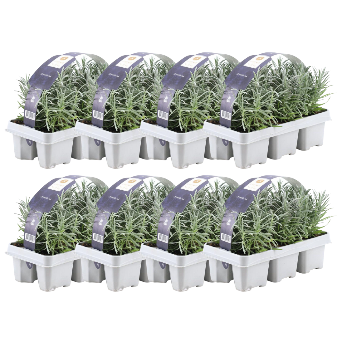 8 x 6 pack Lavendel angustifolia - Ø7 cm - ↕15 cm