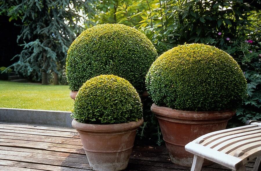 12x Buxus Sempervirens - ↕10-25cm - Ø9cm