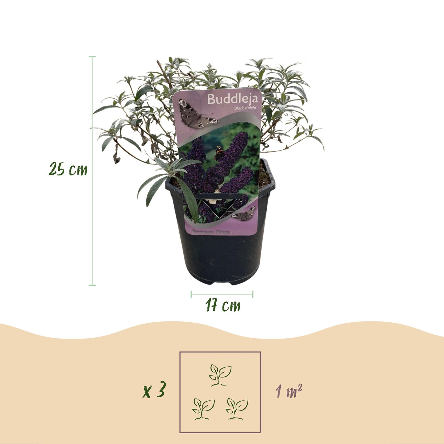 Green boutiQ - Vlinderstruik - Buddleja davidii Black Night - Bloem Paars - 1 Plant - Bladverliezend - Vlinderlokkend - Pot 17cm Hoogte 25cm