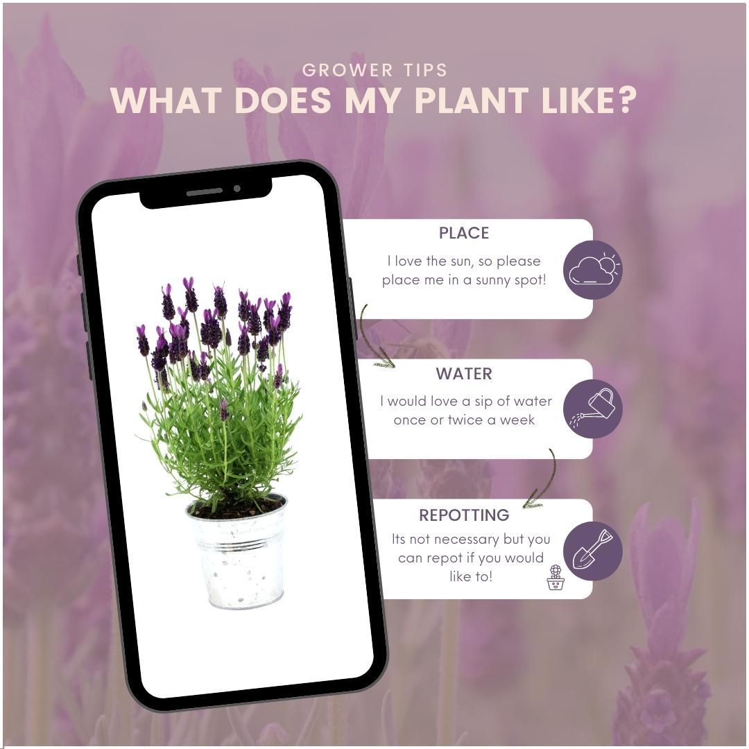 Plants by Frank - Lavandula stoechas Anouk® in 'Old Look' sierpot - 13 cm pot - set van 3 Franse Lavendels in Sierpot