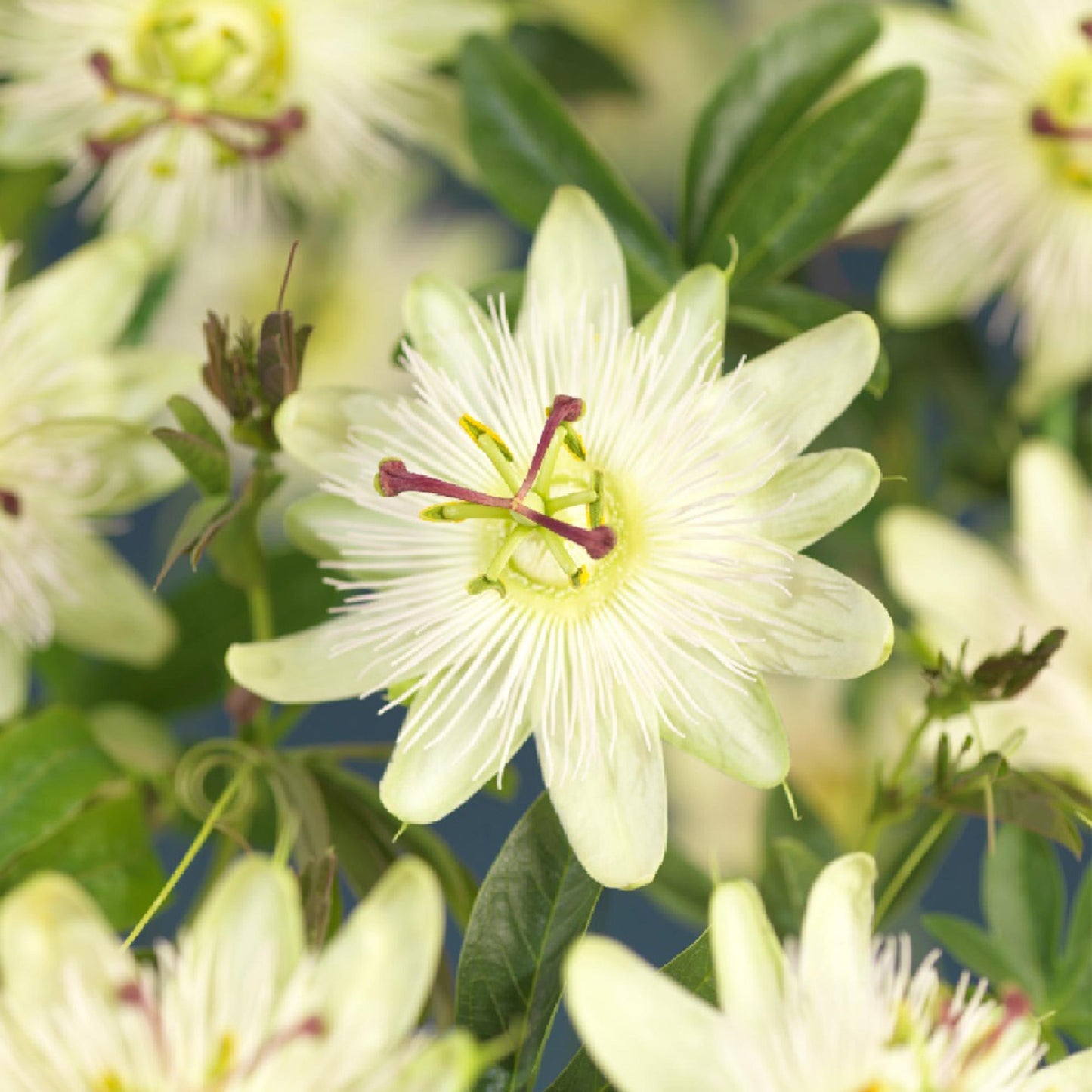 Green boutiQ - Passiebloem - Passiflora Avalanche - Bloem Wit - Weinig onderhoud - 2 planten - Pot 11cm Hoogte 40cm