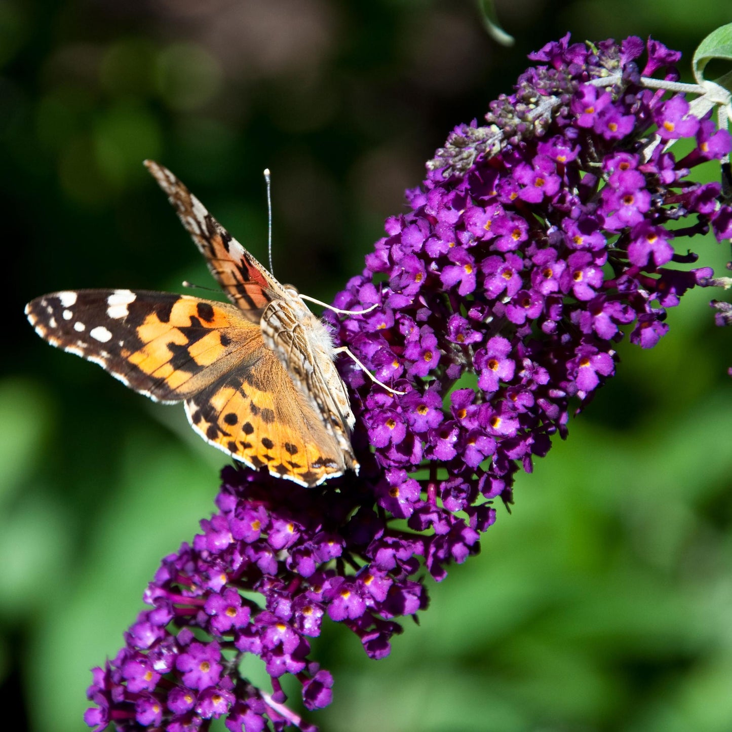 Green boutiQ - Vlinderstruik - Buddleja davidii Black Night - Bloem Paars - 1 Plant - Bladverliezend - Vlinderlokkend - Pot 17cm Hoogte 25cm