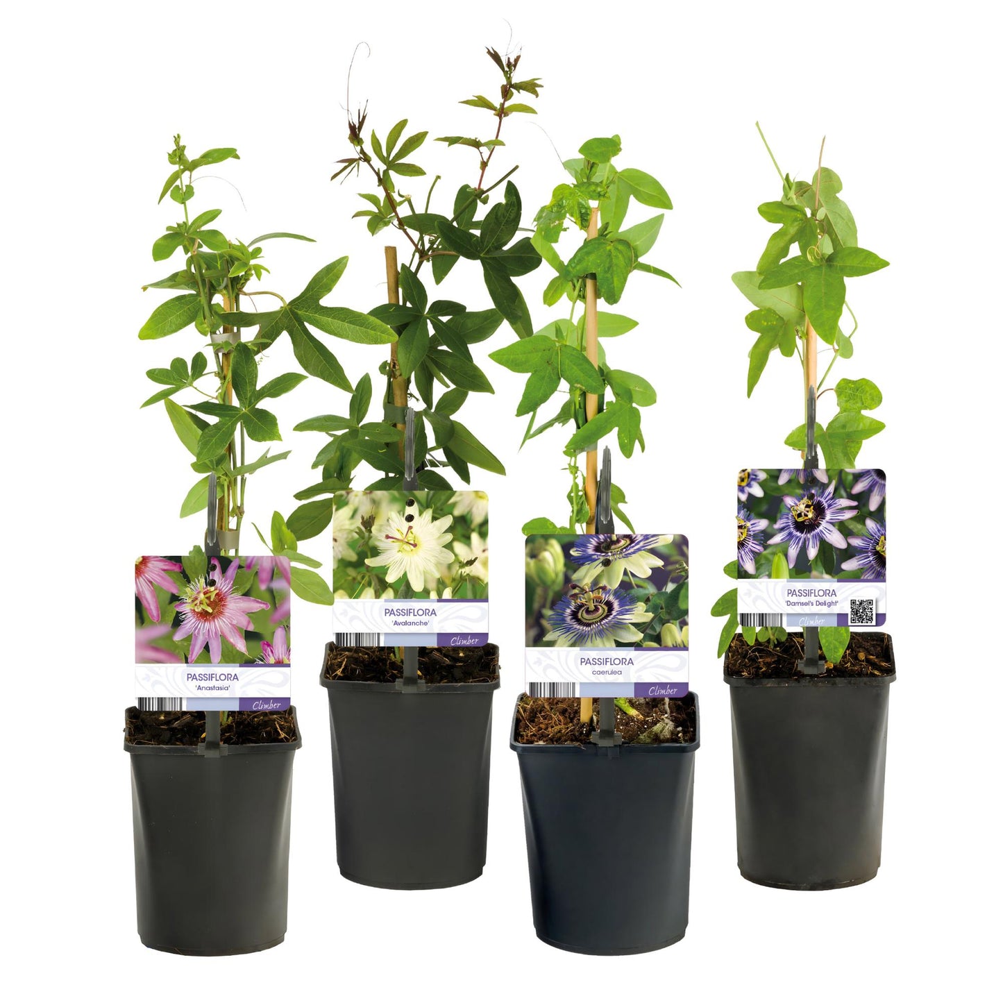 Green boutiQ - Passiebloem - Passiflora Rainbow - Bloem Roze Wit Paars Groen - Weinig onderhoud - 4 planten - Pot 11cm Hoogte 40cm