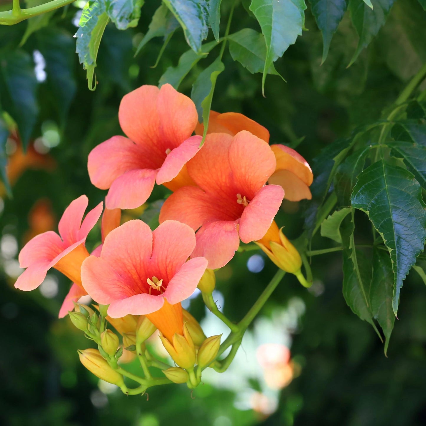 Green boutiQ - Trompetbloem - Campsis radicans Madame Galen - Bloem Oranje - Weinig onderhoud - 2 planten - Pot 11cm Hoogte 40cm