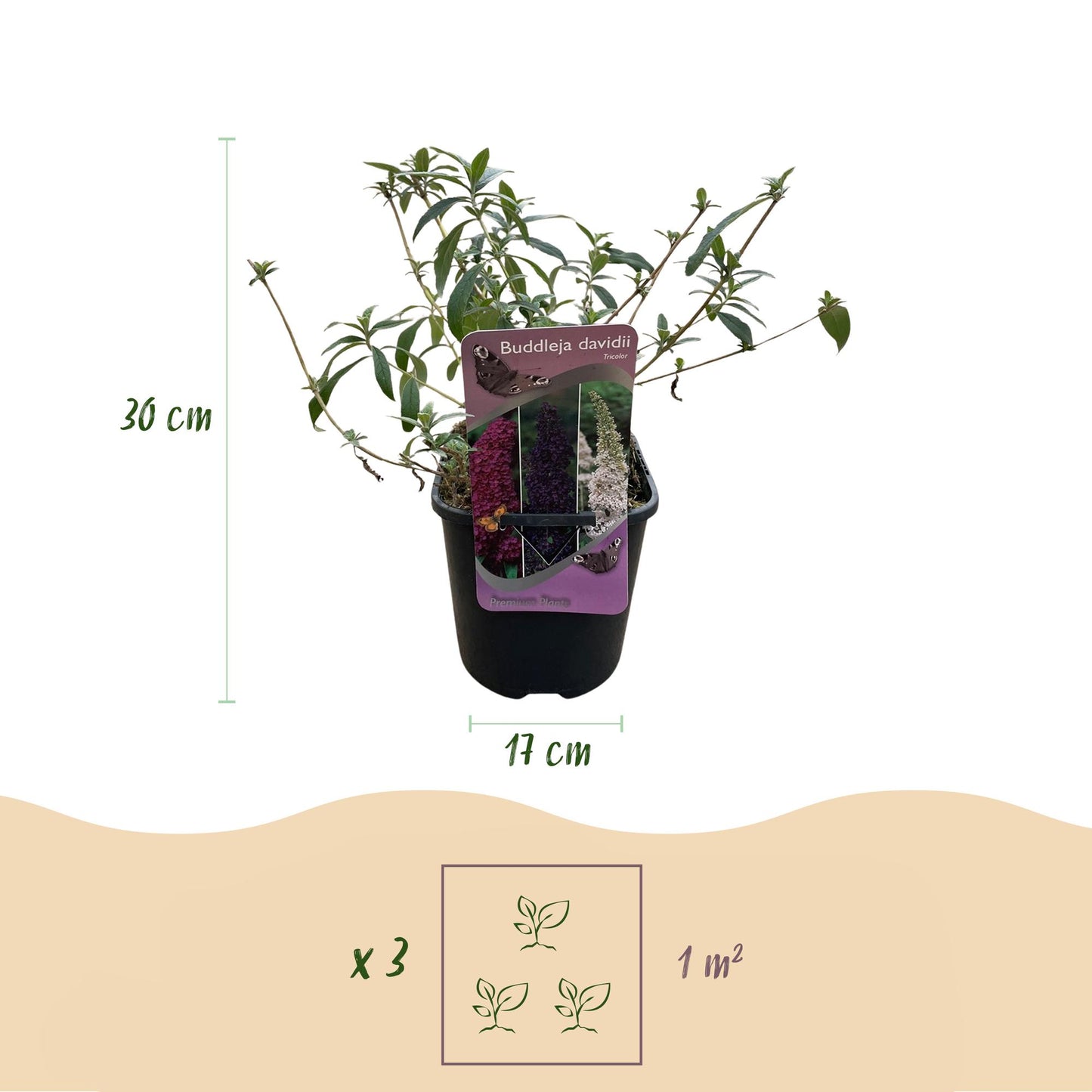 Green boutiQ - Vlinderstruik - Buddleja davidii Tricolour - Bloem Roze , Wit en Paars - 1 Plant - Bladverliezend - Vlinderlokkend - Pot 17cm Hoogte 30cm