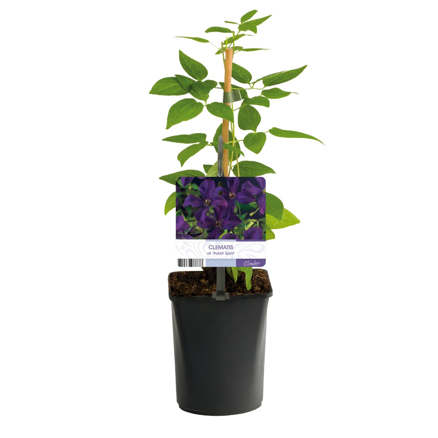 Green boutiQ - Klimplant - Clematis vit. Polish Spirit - Bloem Roze - Weinig onderhoud -2 planten - Pot 11cm Hoogte 40cm