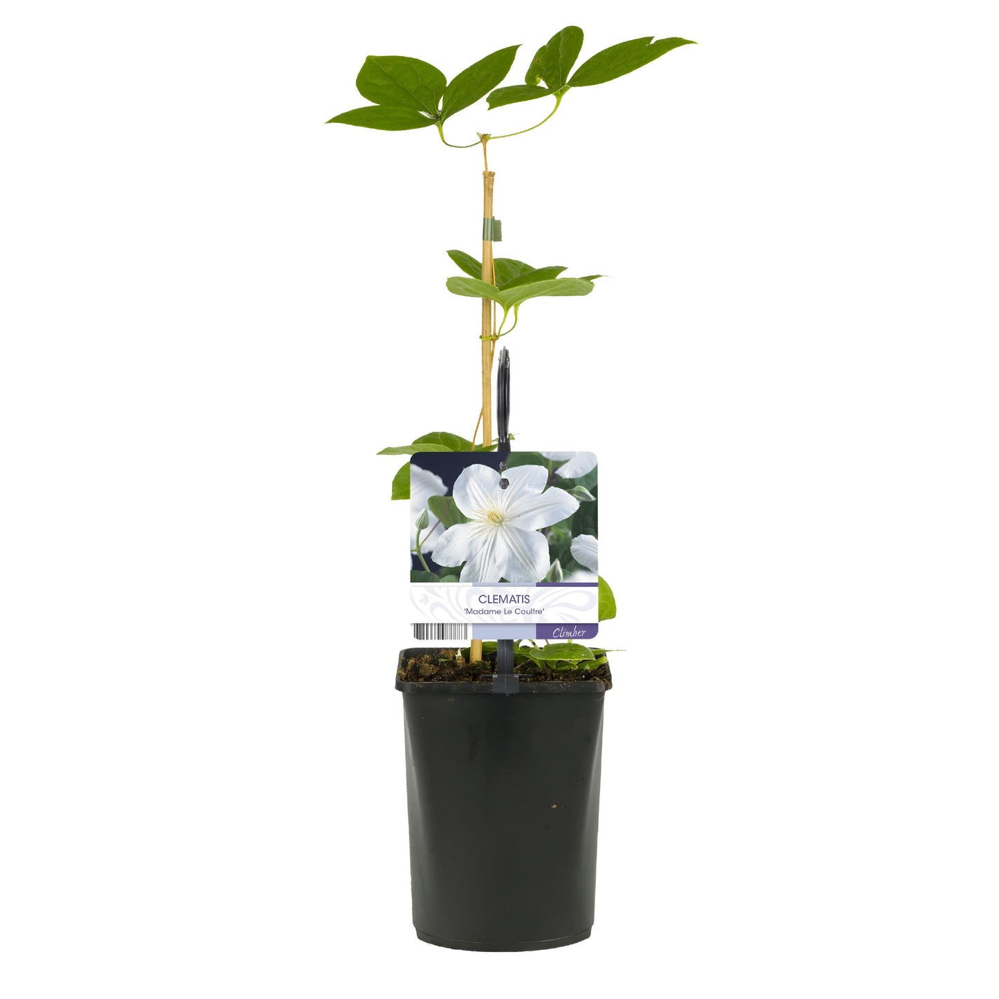 Green boutiQ - Klimplant - Clematis Madame Le Coultre - bloem wit - Weinig onderhoud -2 planten - Pot 11cm Hoogte 40cm