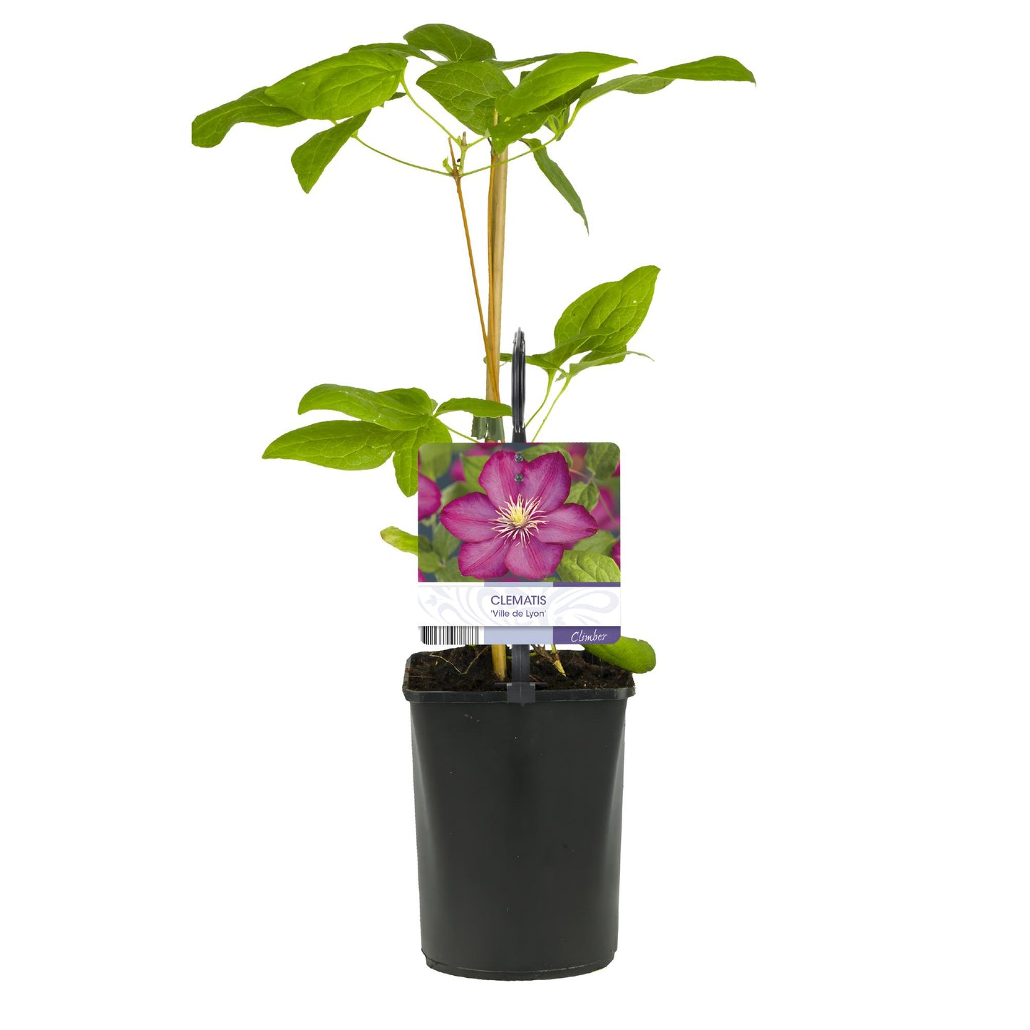 Green boutiQ - Klimplant - Clematis Ville de Lyon - Bloem Roze - Weinig onderhoud -2 planten - Pot 11cm Hoogte 40cm