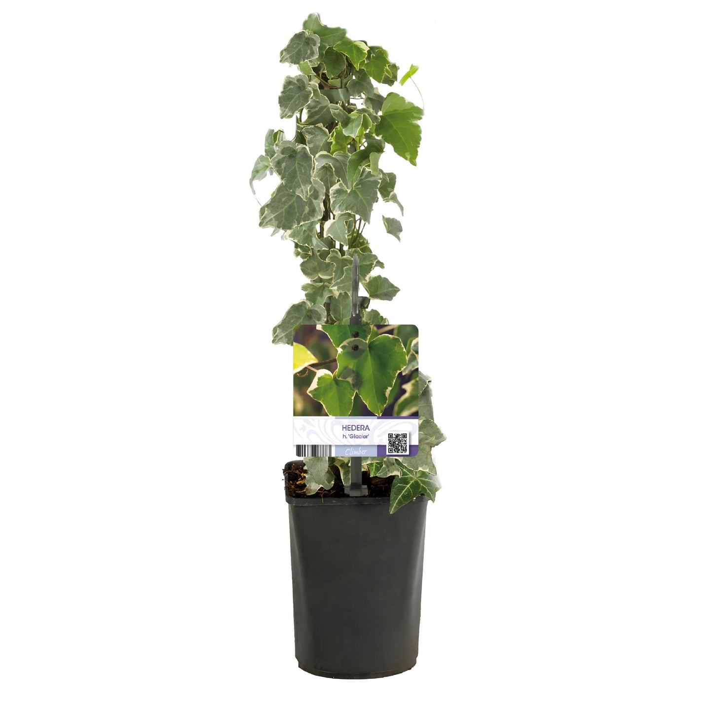 Green boutiQ - Klimplant - Hedera helix Glacier - Blad Bont - Groenblijvend - 2 planten - Pot 11cm Hoogte 40cm