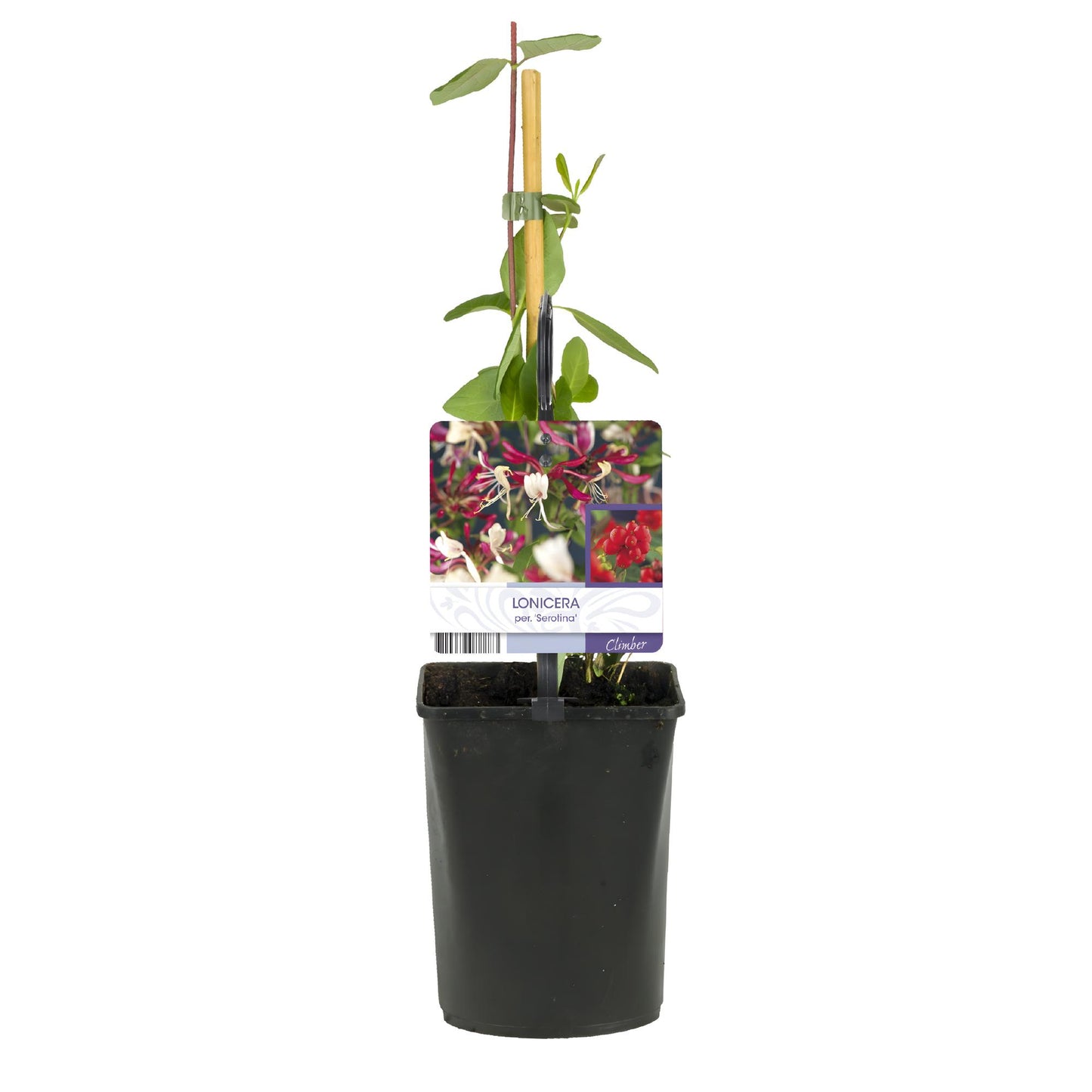 Green boutiQ - Kamperfoelie - Lonicera Serotina - Bloem Roze met Wit - Weinig onderhoud - 2 planten - Pot 11cm Hoogte 40cm