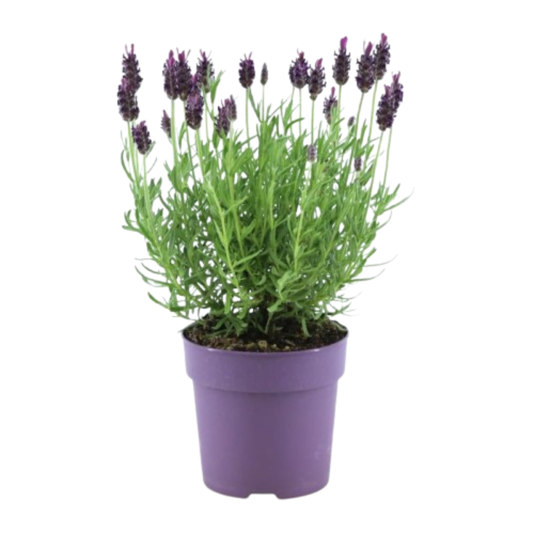 6x Lavandula stoechas Anouk® - 12 cm pot - Set van 6 Franse Lavendels