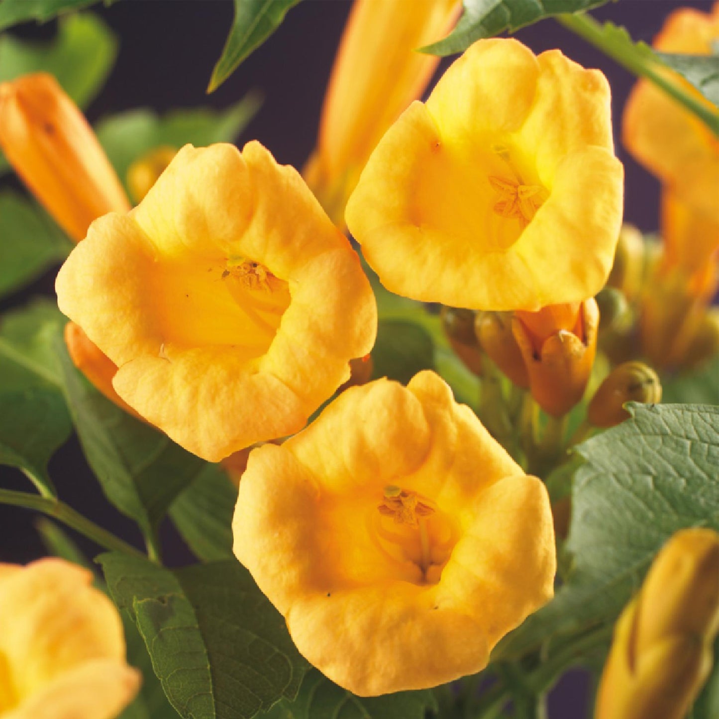 Green boutiQ - Trompetbloem - Campsis radicans Flave - Bloem Geel - Weinig onderhoud - 2 planten - Pot 11cm Hoogte 40cm