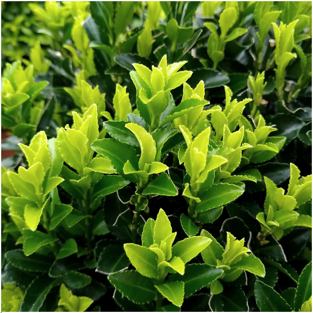 12 x 6 pack Euonymus 'Green Spire' - Ø 7 cm - ↨ 15 cm