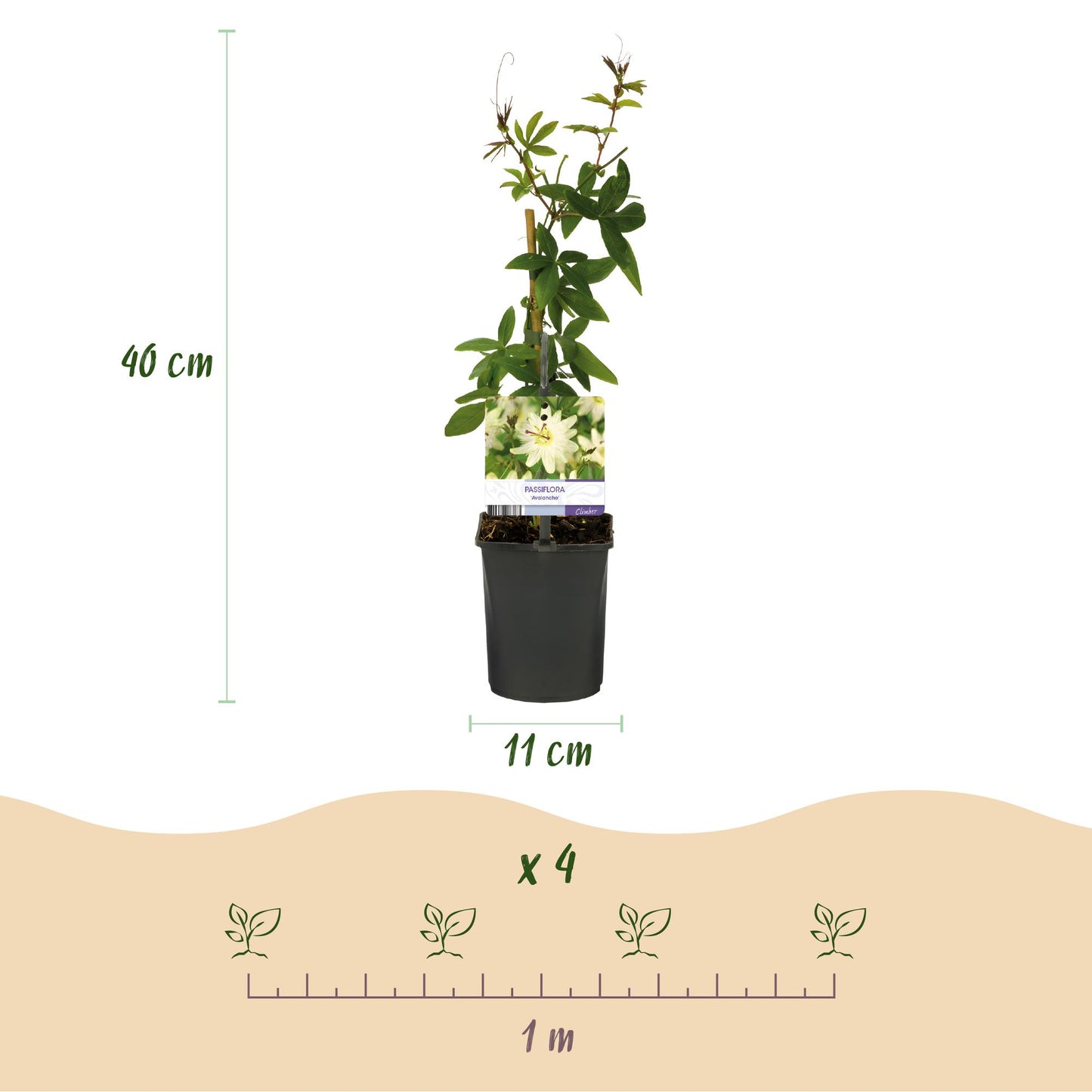 Green boutiQ - Passiebloem - Passiflora Avalanche - Bloem Wit - Weinig onderhoud - 2 planten - Pot 11cm Hoogte 40cm