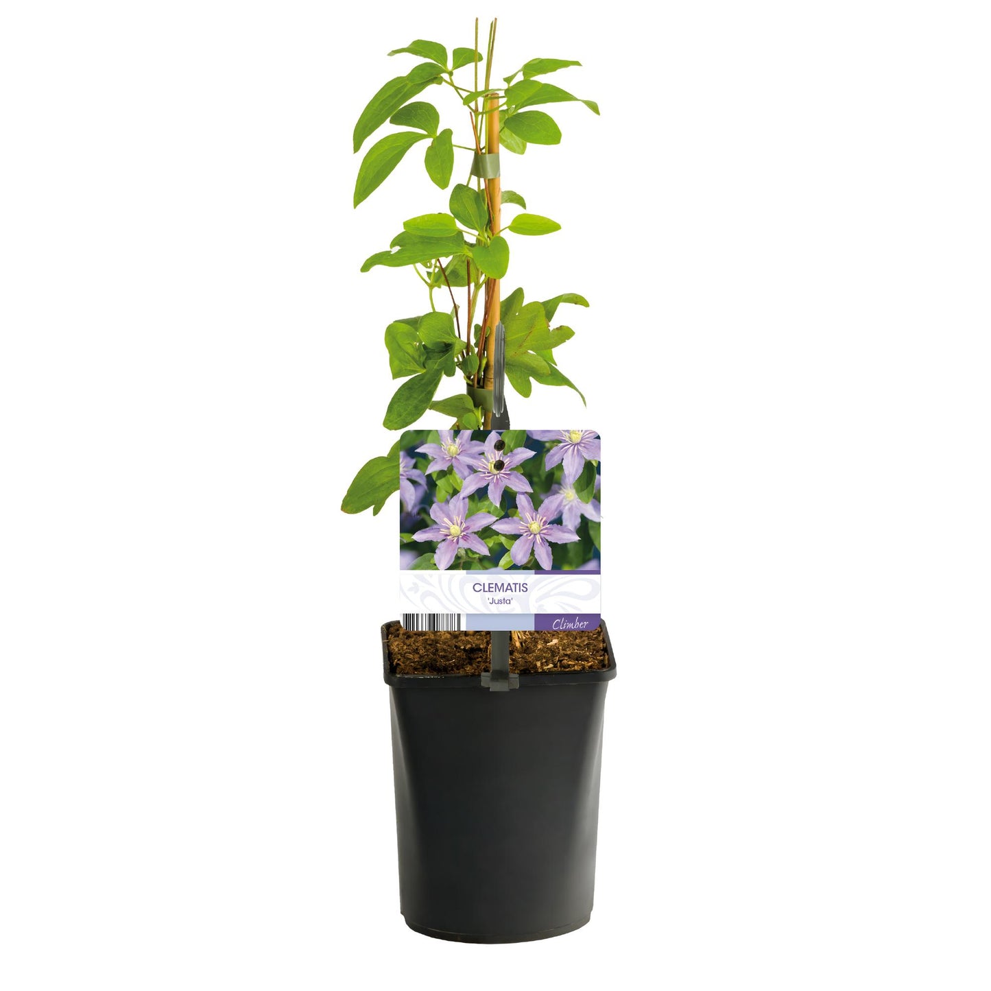 Green boutiQ - Klimplant - Clematis Justa - Bloem Licht Blauw - Weinig onderhoud -2 planten - Pot 11cm Hoogte 40cm