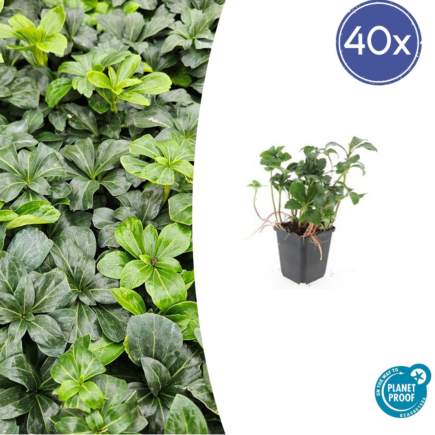 40x Pachysandra term. 'Green Sheen' - ↕10-25cm - Ø9cm
