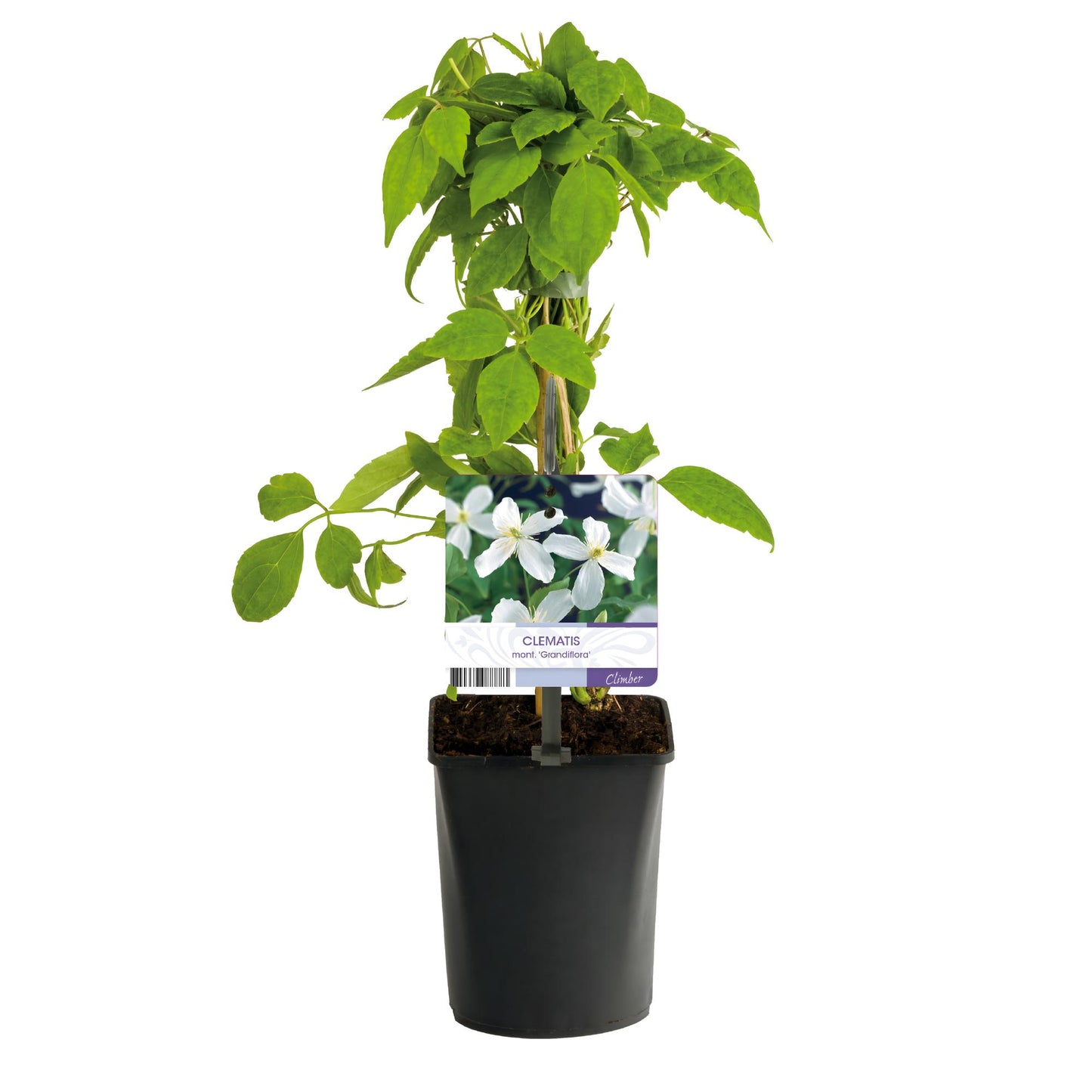 Green boutiQ - Klimplant - Clematis montana Grandiflora - Bloem Wit - Vroegbloeiend - Weinig onderhoud -2 planten - Pot 11cm Hoogte 40cm