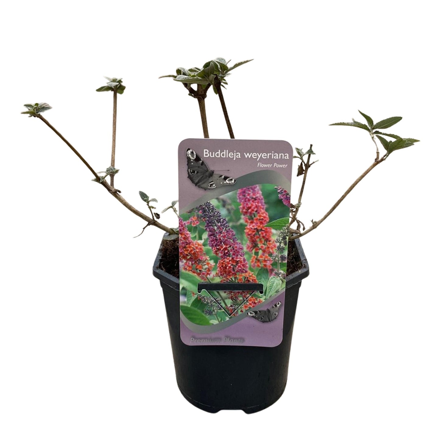 Green boutiQ - Vlinderstruik - Buddleja davidii Flower Power - Bloem Oranje Paars - 3 Planten - 1m2 - Bladverliezend - Vlinderlokkend - Pot 17cm Hoogte 30cm
