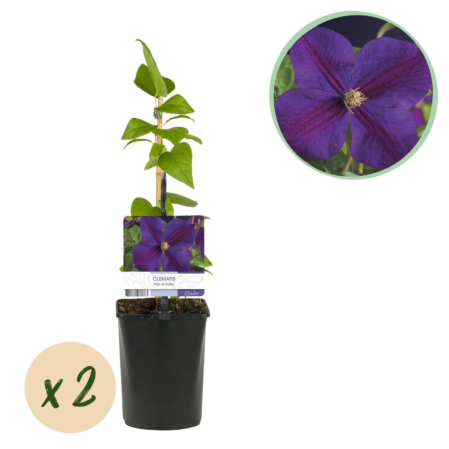 Green boutiQ - Klimplant - Clematis Star of India - Bloem Roze - Weinig onderhoud -2 planten - Pot 11cm Hoogte 40cm