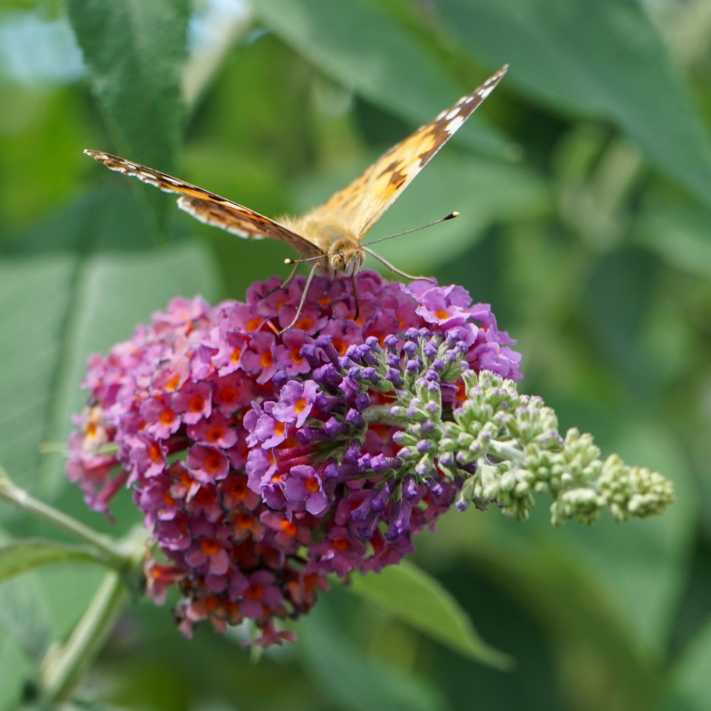 Green boutiQ - Vlinderstruik - Buddleja davidii Flower Power - Bloem Oranje Paars - 3 Planten - 1m2 - Bladverliezend - Vlinderlokkend - Pot 17cm Hoogte 30cm