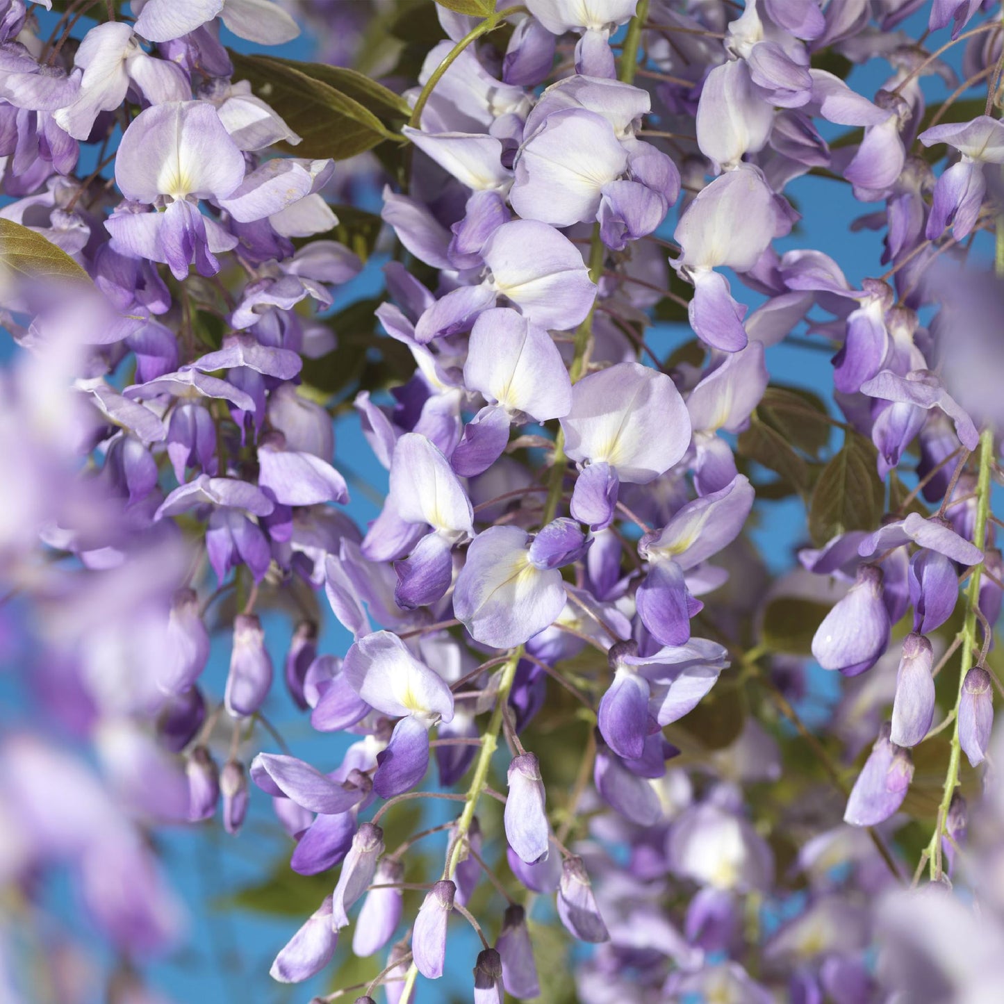 Green boutiQ - Blauwe regen - Wisteria floribunda Prolific - Bloem Blauw - 1 plant - Pot 11cm Hoogte 40cm