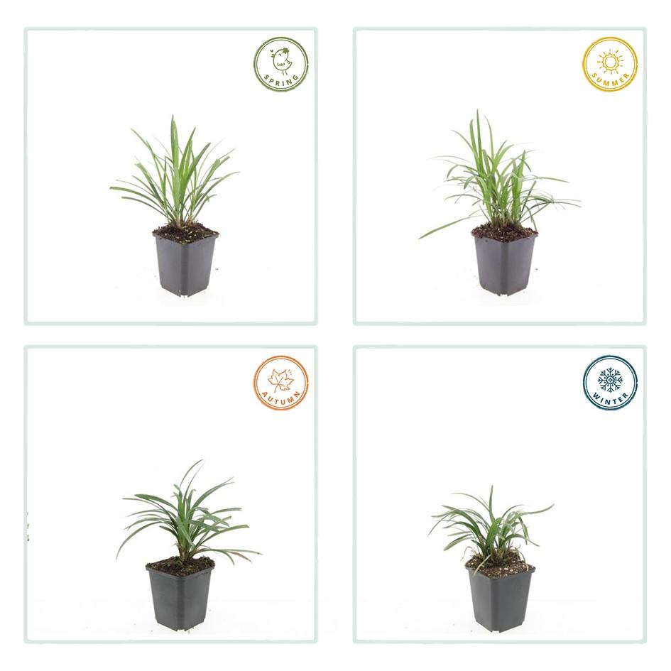 12x Liriope muscari 'Monroe White' - ↕10-25cm - Ø9cm