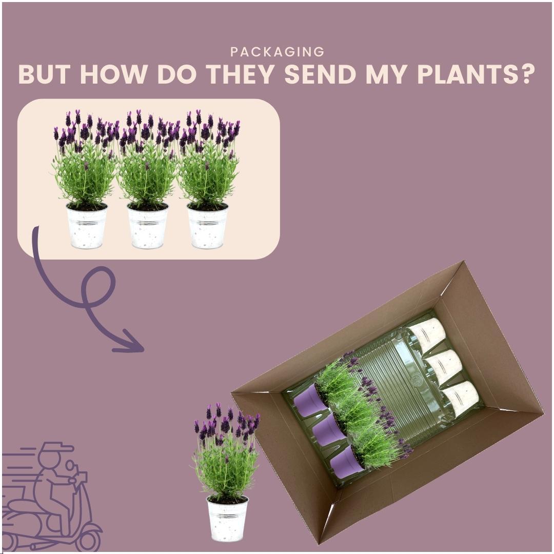 Plants by Frank - Lavandula stoechas Anouk® in 'Old Look' sierpot - 13 cm pot - set van 3 Franse Lavendels in Sierpot
