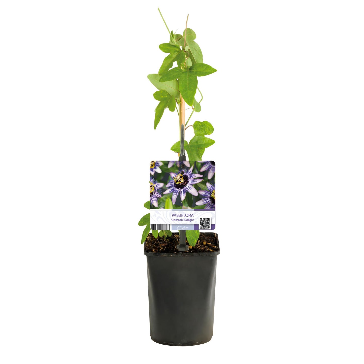 Green boutiQ - Passiebloem - Passiflora Damsels Delight - Bloem Paars met Wit - Weinig onderhoud - 2 planten - Pot 11cm Hoogte 40cm