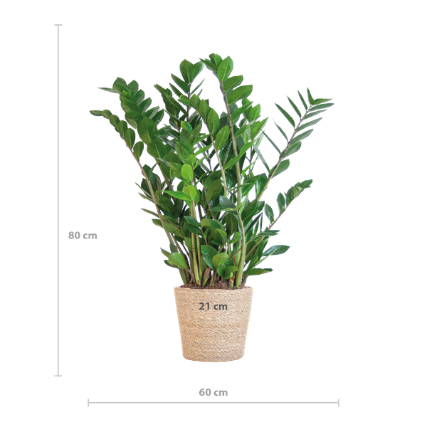 Zamioculcas Zamiifolia met Sofia mand naturel - 80cm - Ø21