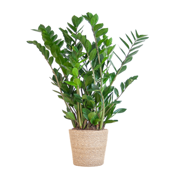 Zamioculcas Zamiifolia met Sofia mand naturel - 80cm - Ø21