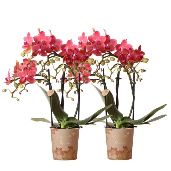 Kolibri Orchids | COMBI DEAL van 2 rode Phalaenopsis orchideeën - Congo - potmaat Ø9cm bloeiende kamerplant - vers van de kweker